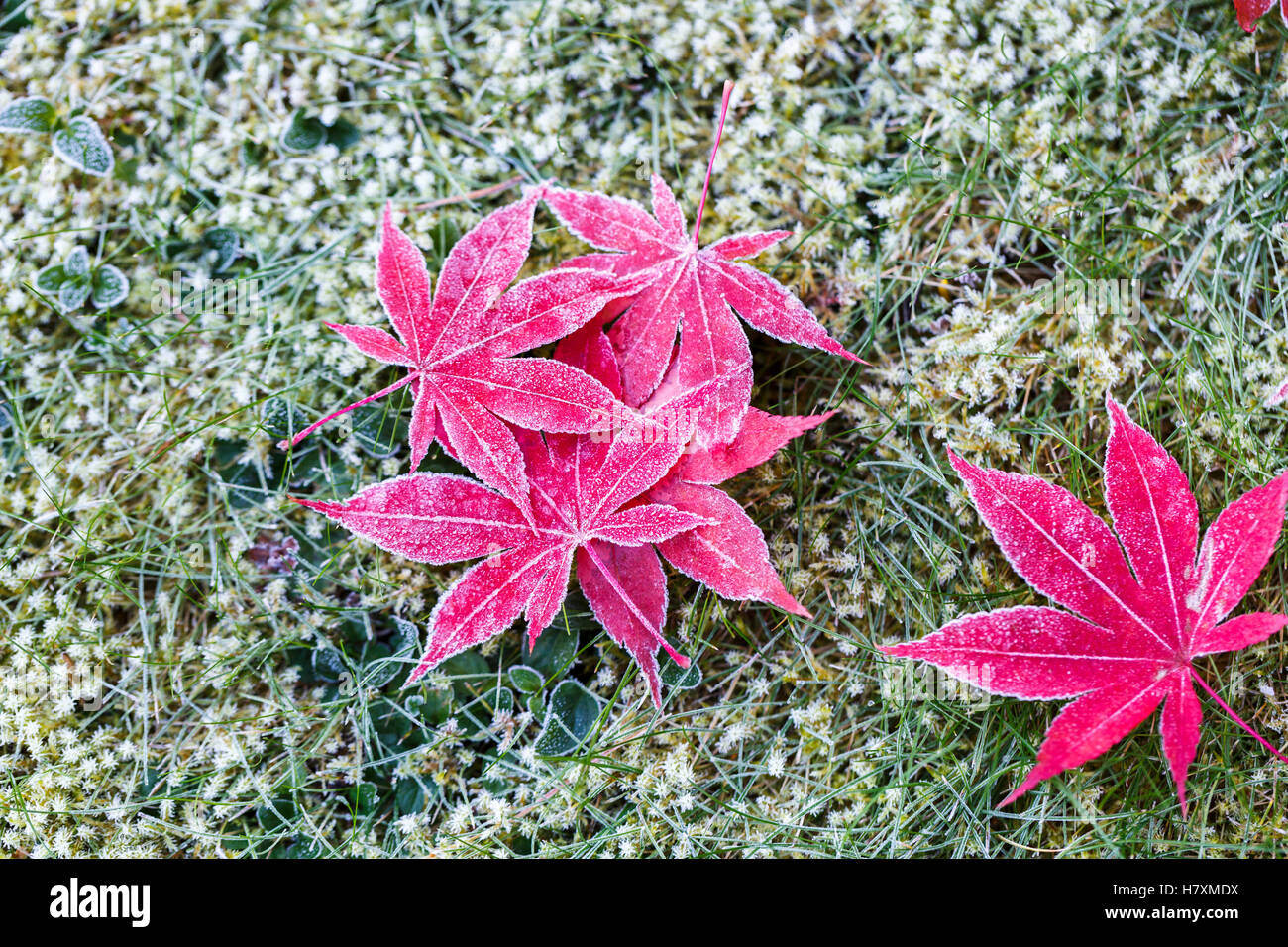 Fallen red Japanese maple (Acer palmatum) leaves with icy crystals of