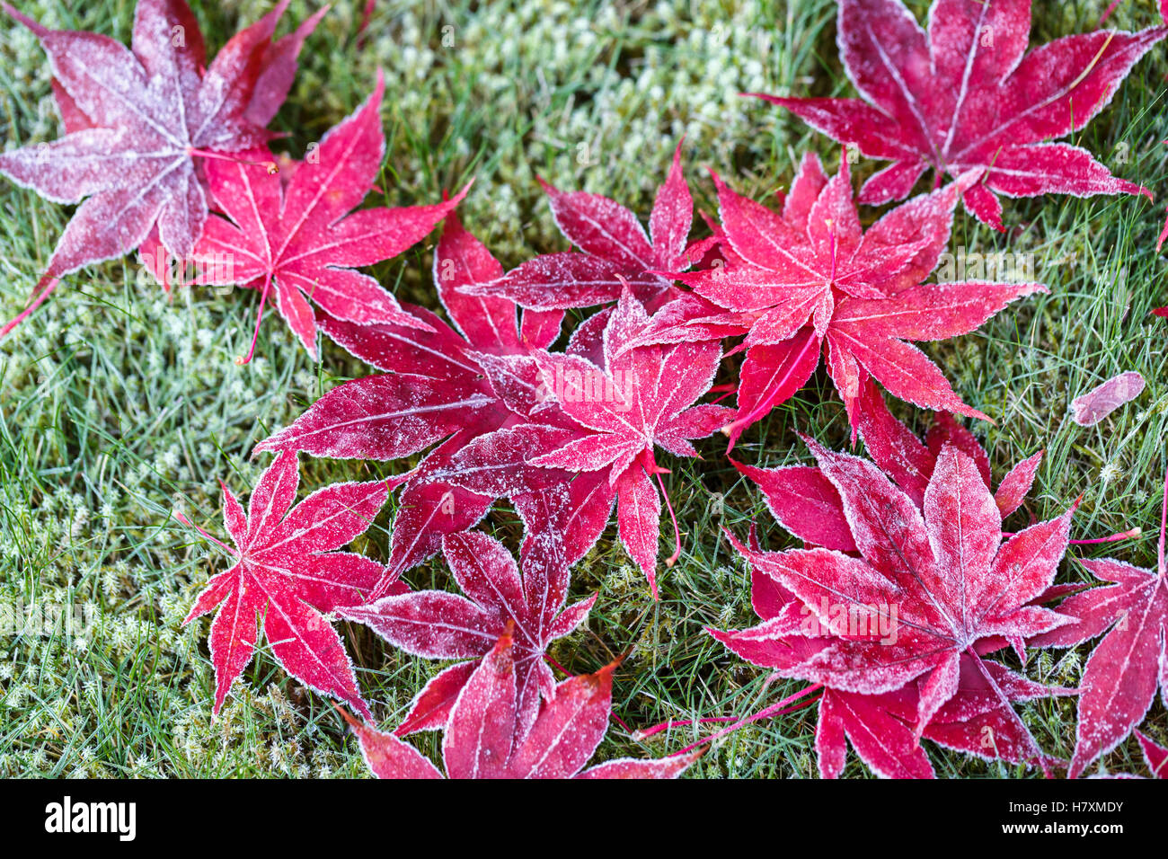 Fallen red Japanese maple (Acer palmatum) leaves with icy crystals of