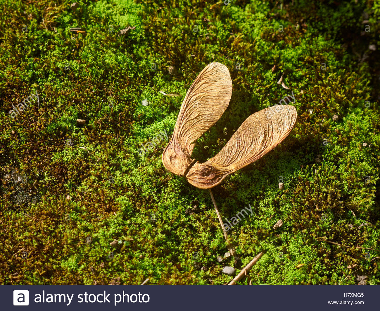 Two Winged Seeds Of The Sycamore Tree On Moss Covered Ground In The Autumn Stock Photo Alamy Two Winged Seeds Of The Sycamore Tree On Moss Covered Ground In The Autumn Stock Photo Alamy