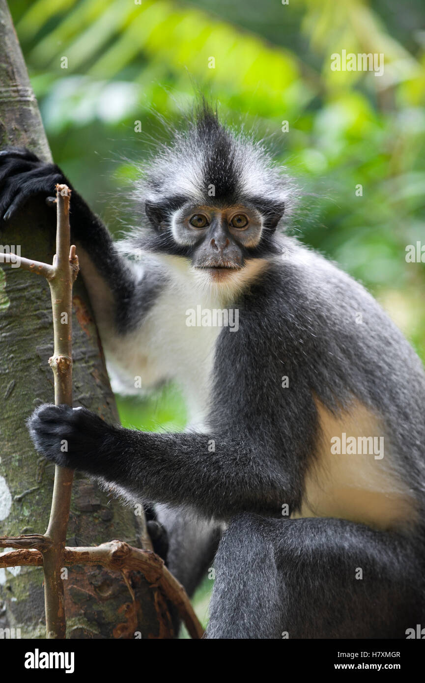 North Sumatran Leaf Monkey (Presbytis thomasi), northern Sumatra ...