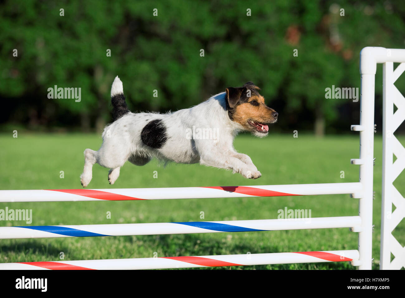 Jack Russell Terrier (Canis familiaris) jumping over obstacle Stock