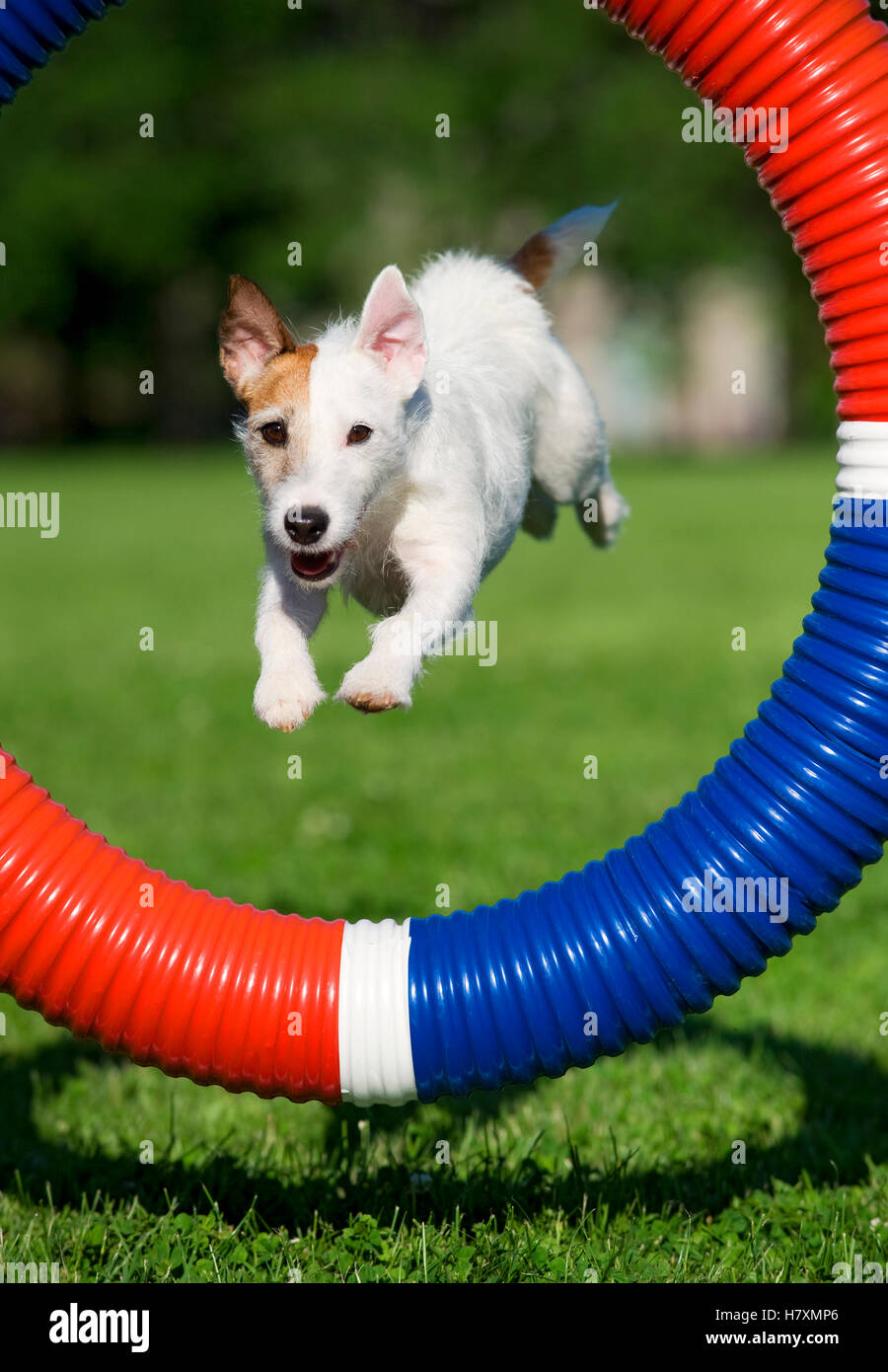 Jack Russell Terrier (Canis familiaris) jumping through obstacle Stock