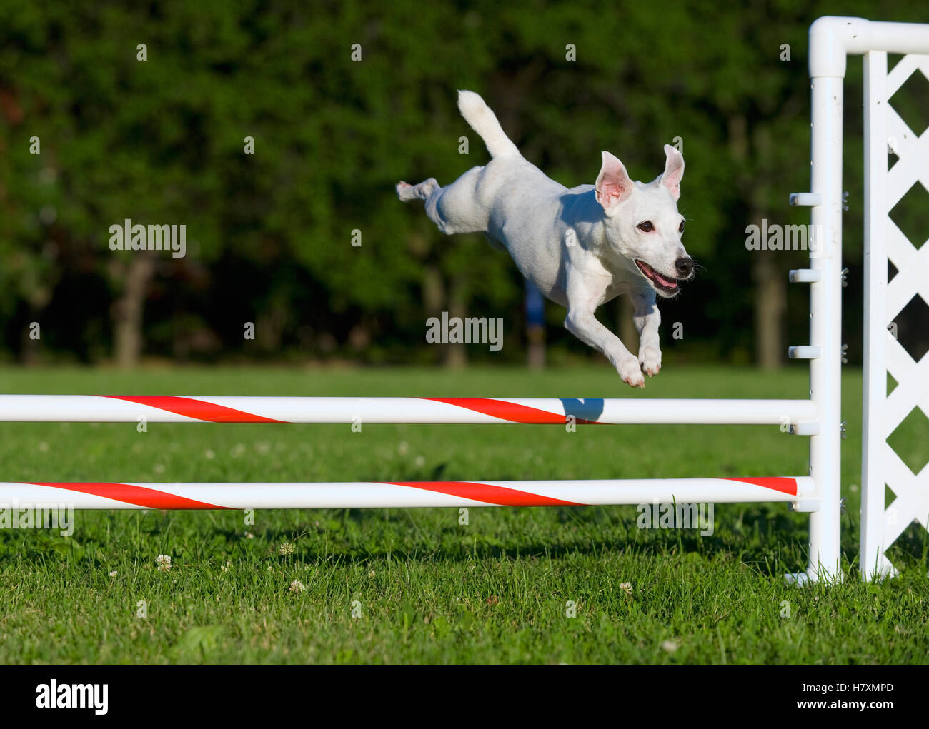 Jack Russell Terrier (Canis familiaris) jumping over obstacle Stock
