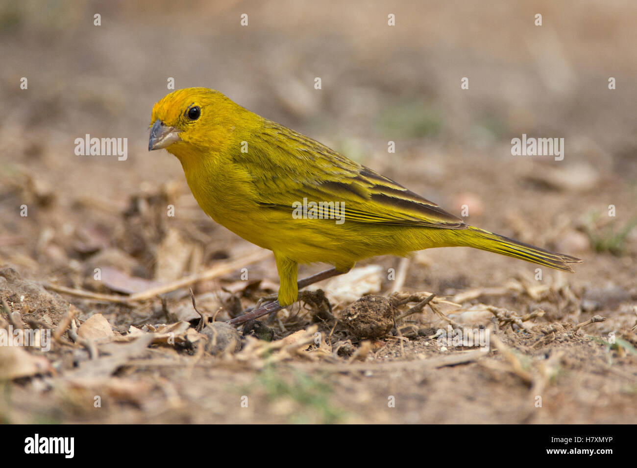 Saffron Finch (Sicalis flaveola), Pantanal, Brazil Stock Photo Alamy
