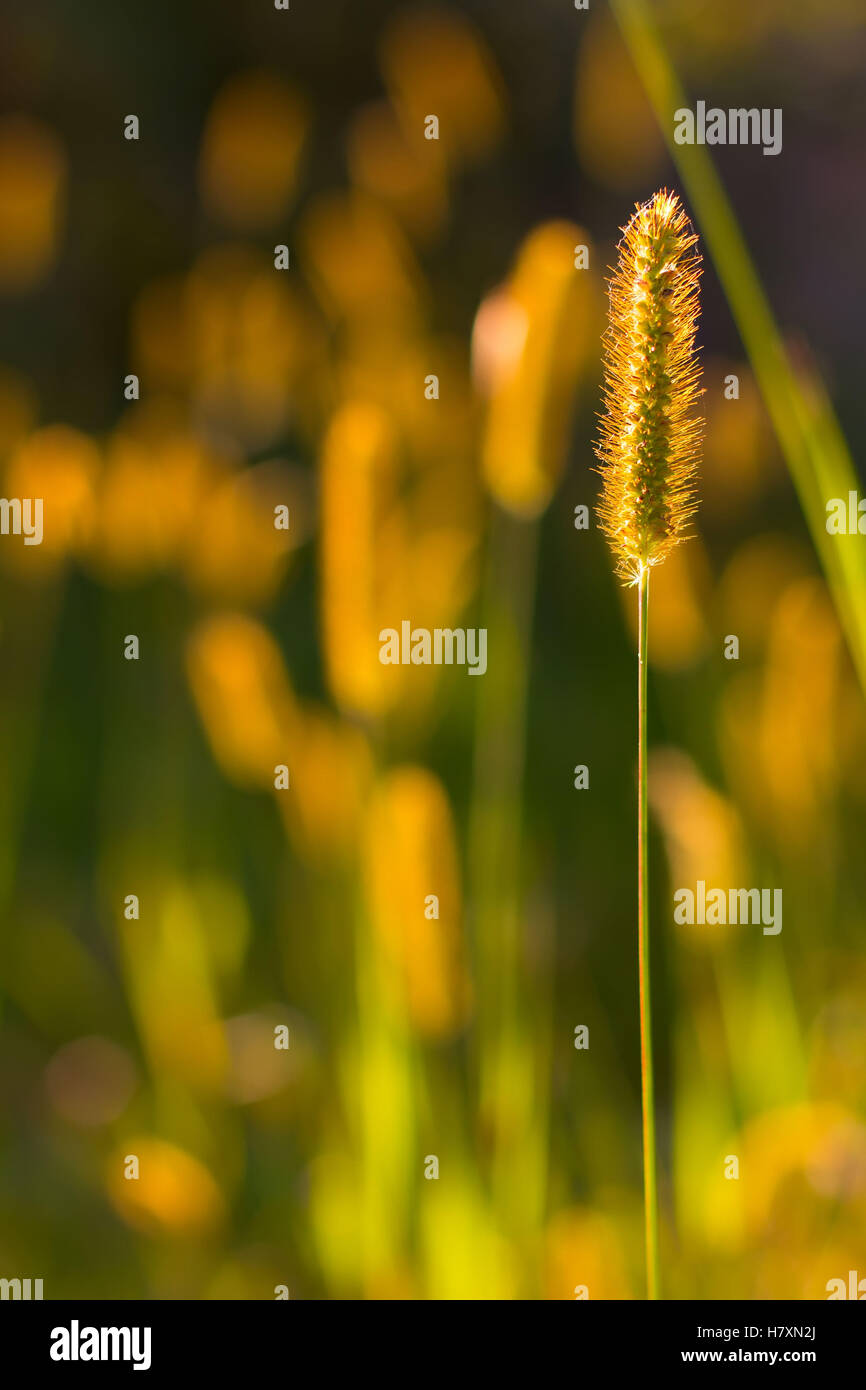 the wild-growing grass in a spider line is lit with an evening sunlight Stock Photo