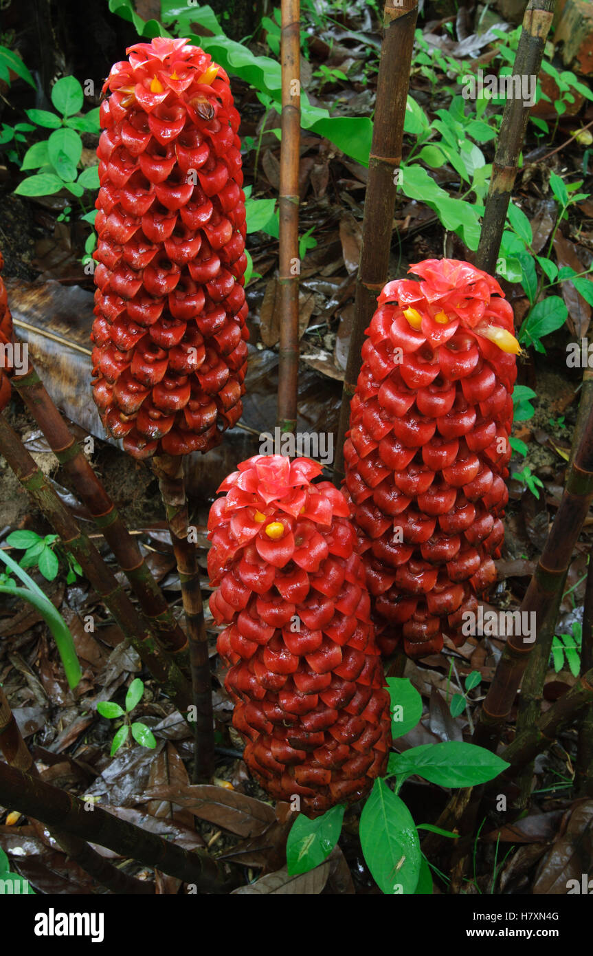 Indonesian Wax Ginger (Tapeinochilos ananassae) flowering, Kuching