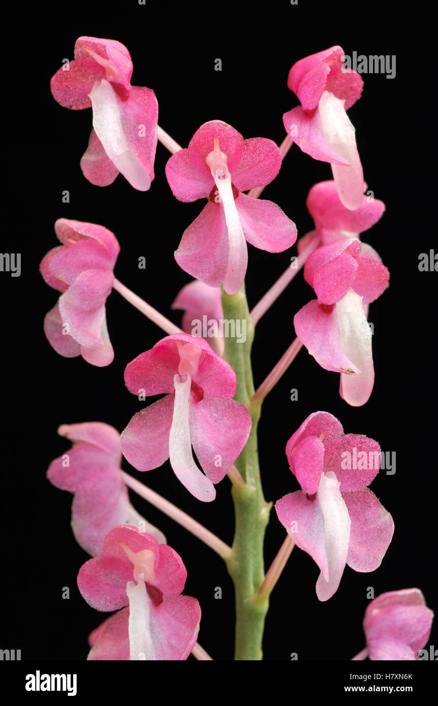 Orchid (Dyakia hendersoniana) flowers, Kuching, Borneo, Malaysia Stock