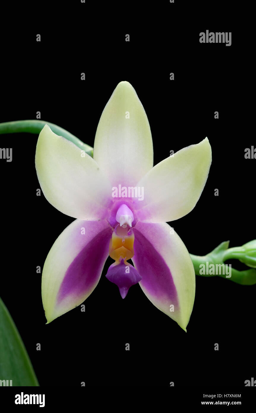 Orchid (Phalaenopsis bellina) flower, Kuching, Borneo, Malaysia Stock