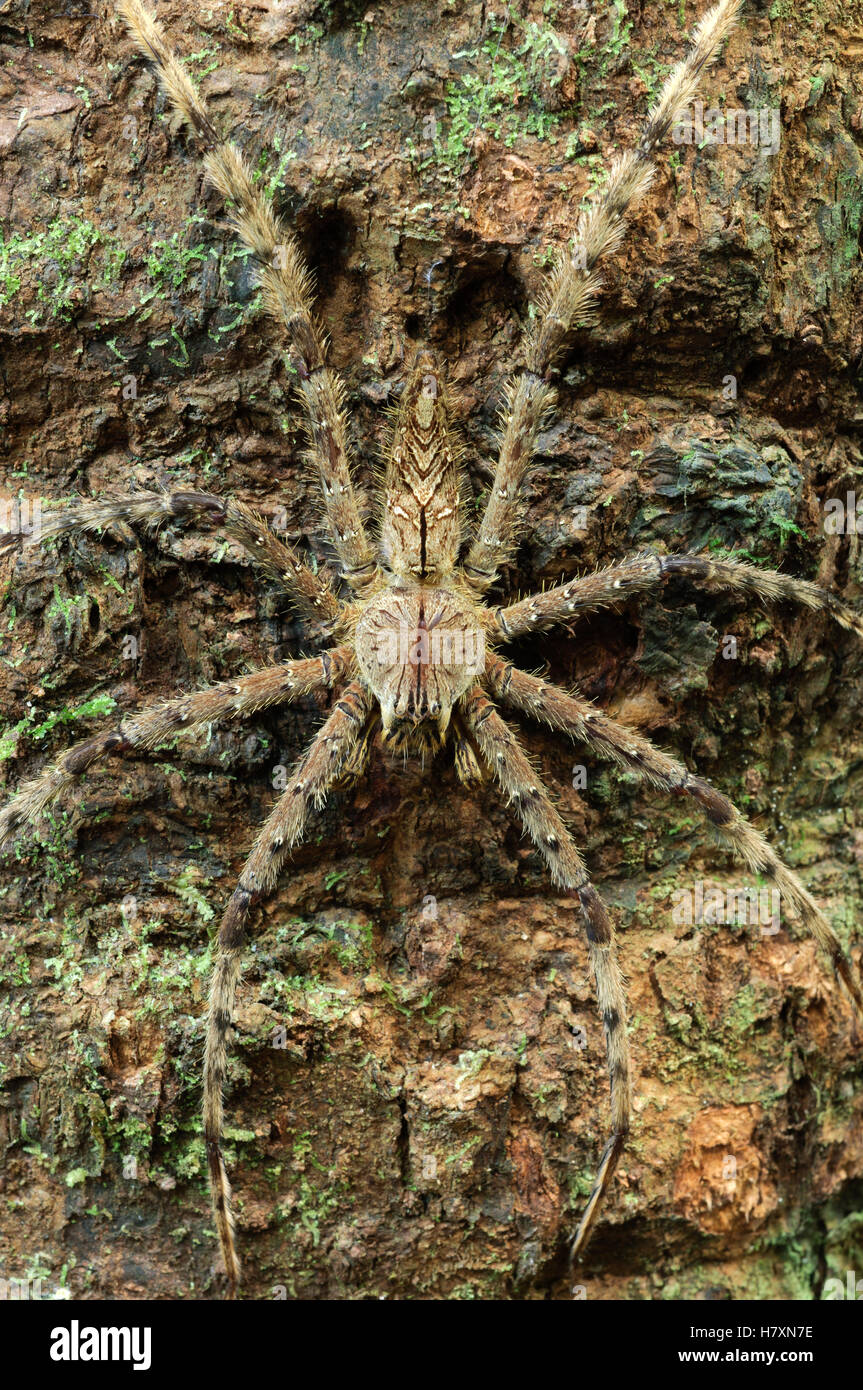 Giant Crab Spider Sparassidae Camouflaged On Tree Trunk Gunung Mulu National Park Malaysia