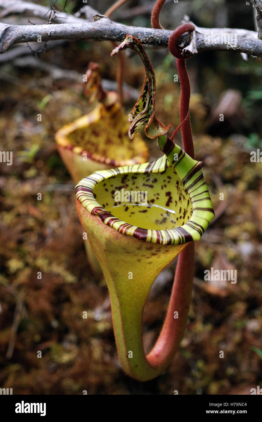 Pitcher Plant (Nepenthes eymae) upper pitchers showing liquid, Gunung