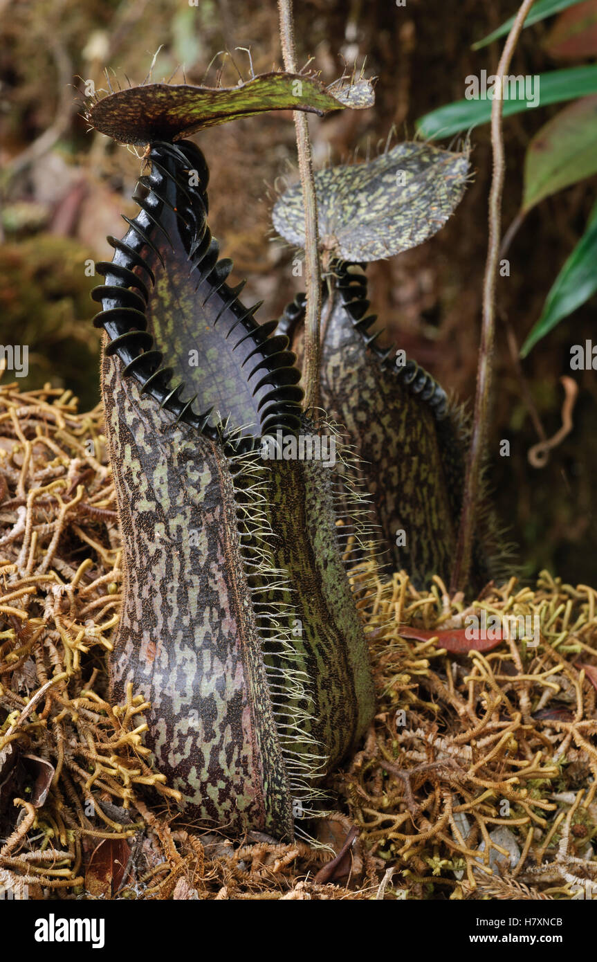 Pitcher Plant (Nepenthes hamata) lower pitcher, Gunung Tambusisi
