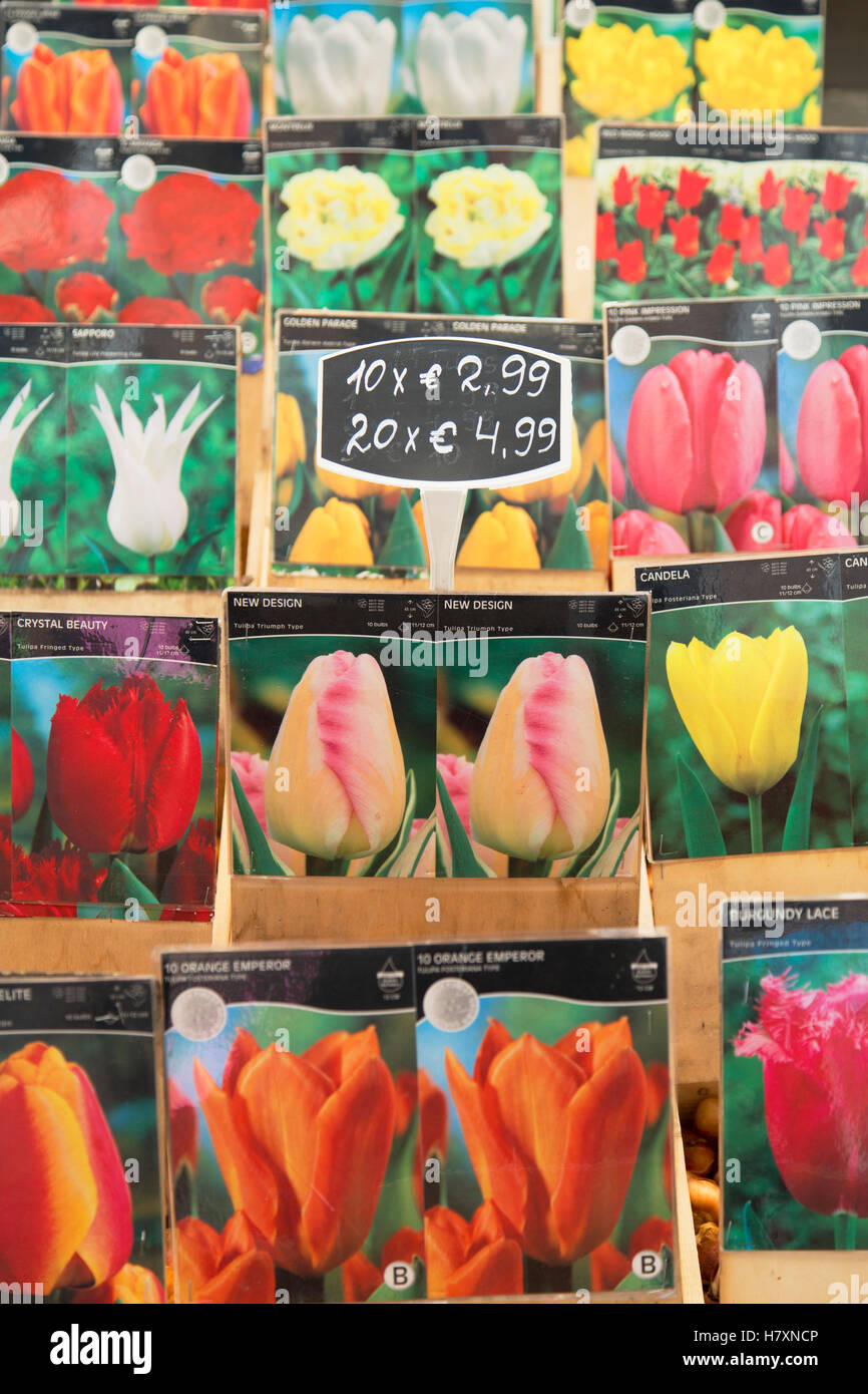 Tulip bulbs at flower market, Amsterdam, Netherlands Stock Photo Alamy