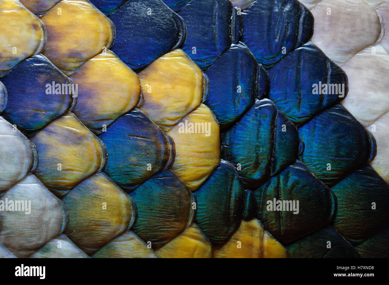 Reticulated Python (Python reticulatus) scales, Jakarta, Indonesia Stock Photo