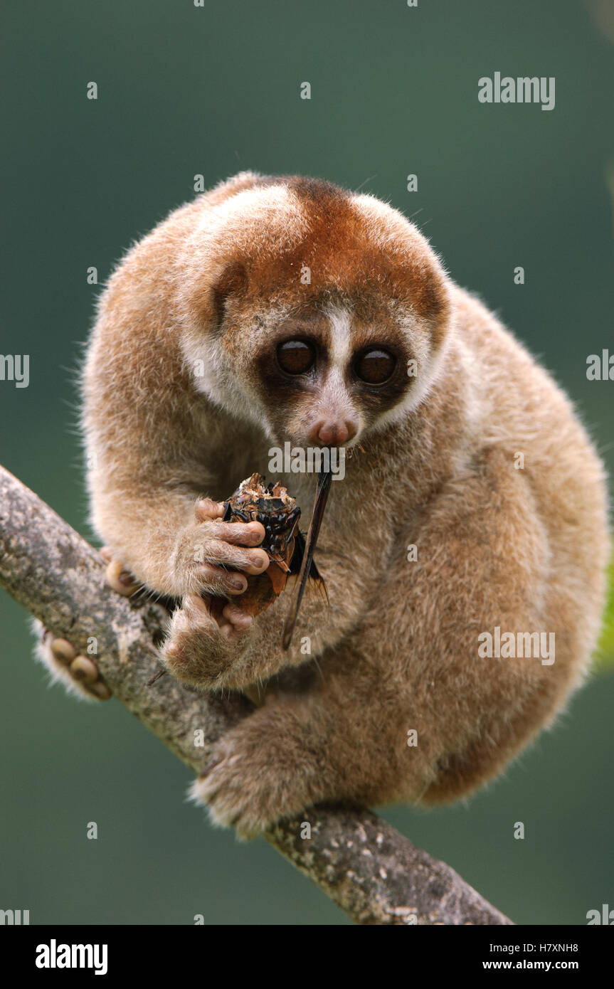 Slow Loris (Nycticebus kayan) feeding, Bau, Malaysia Stock Photo Alamy