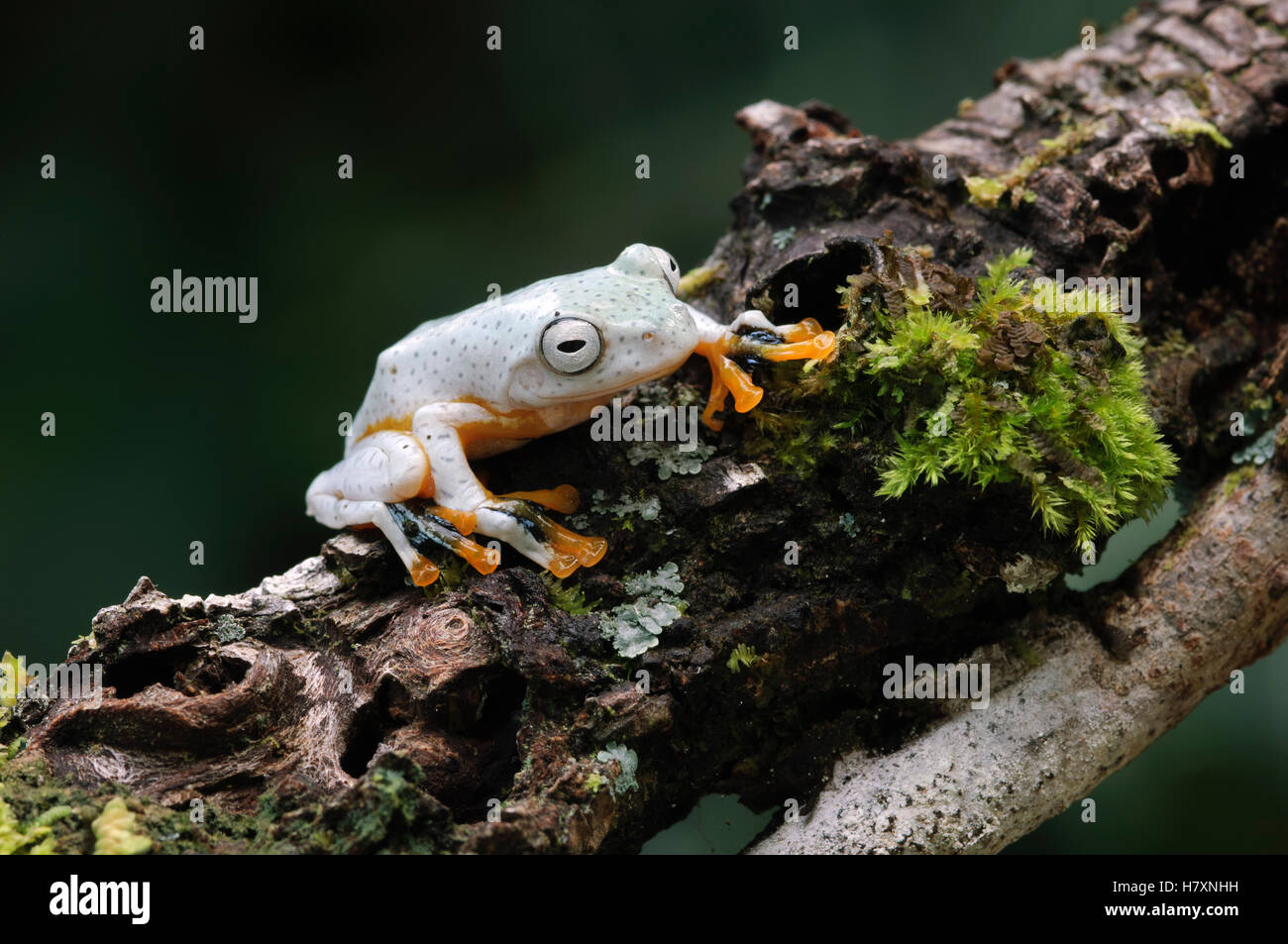 Reinwardt's Flying Frog (Rhacophorus reinwardtii), Kuching, Borneo ...