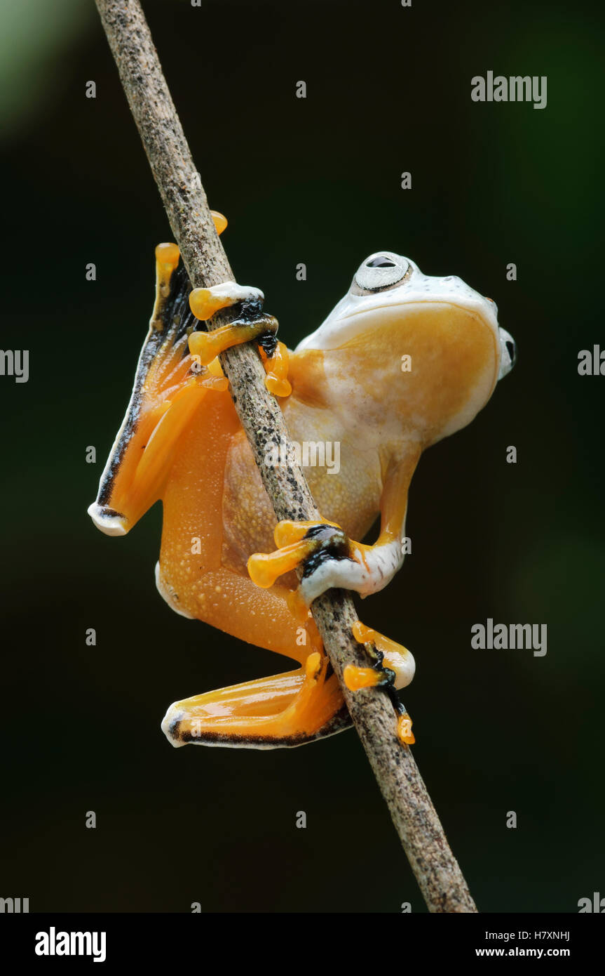 Reinwardt's Flying Frog (Rhacophorus reinwardtii), Kuching, Borneo ...