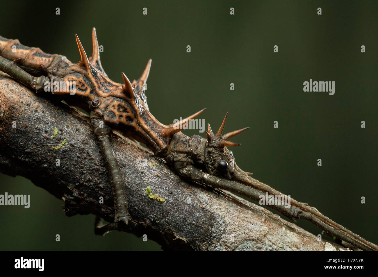 Stick Insect (Dares ulula) male, Bukit Sarang Conservation Area ...