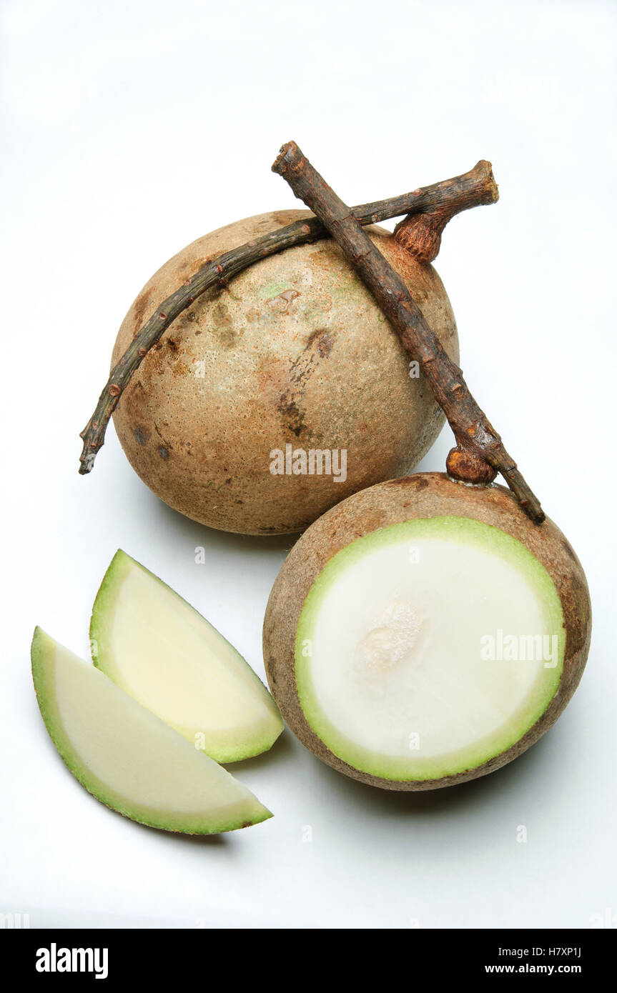 Mango Mangifera Pajang Kuching Borneo Malaysia Stock Photo Alamy mango-mangifera-pajang-kuching-borneo-malaysia-stock-photo-alamy