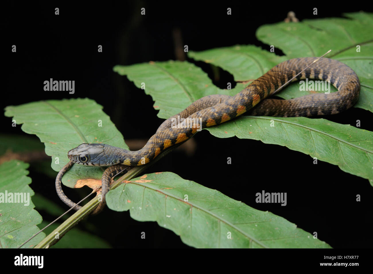 Triangle Keelback (Xenochrophis trianguligerus) juvenile, Danum Valley