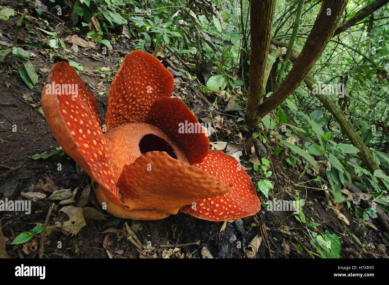 Rafflesia (Rafflesia arnoldii) flower growing on hillside, Bukittinggi