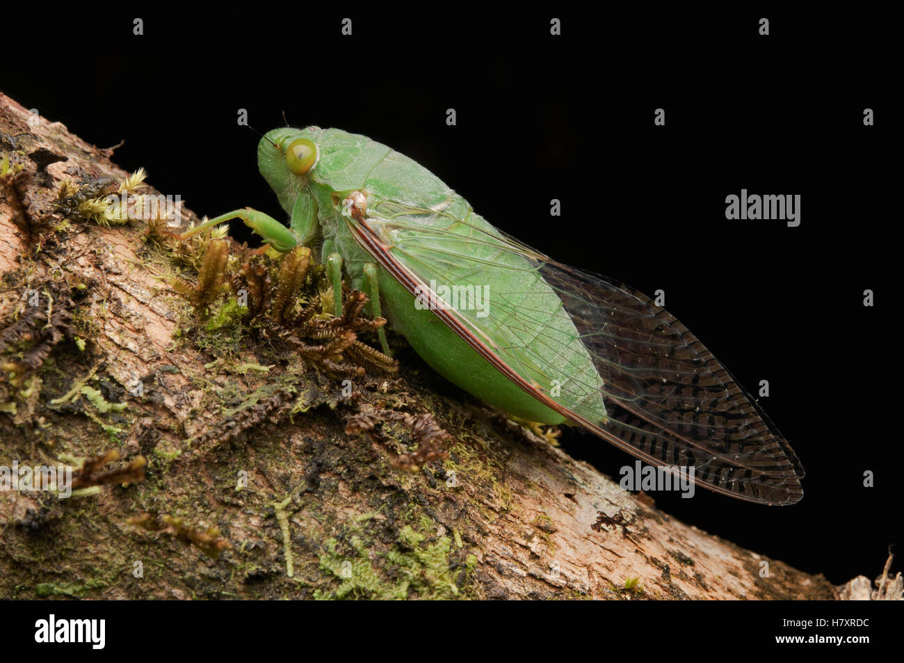 Cicada (Cicadidae), Lawas, Sarawak, Borneo, Malaysia Stock Photo Alamy