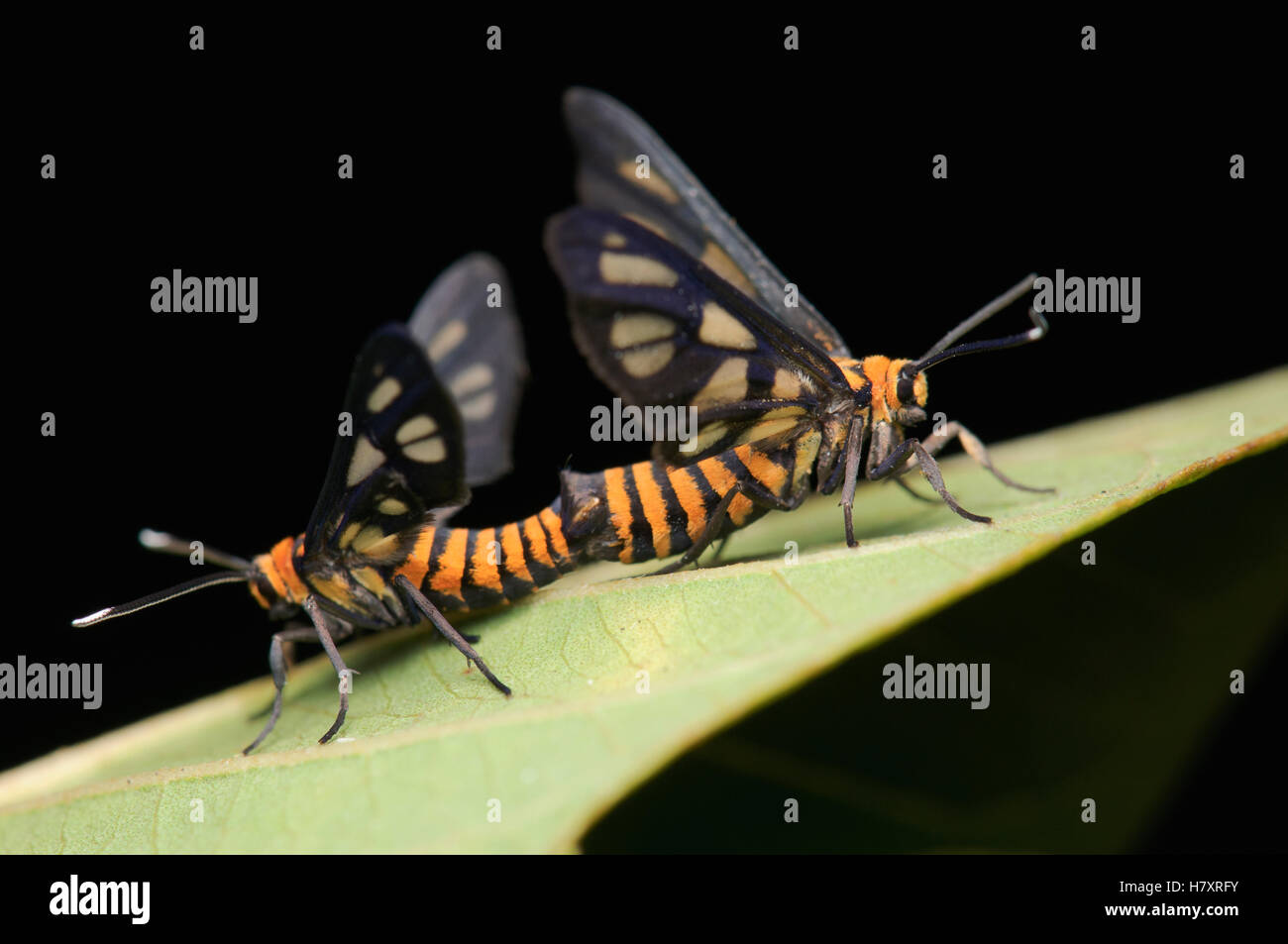 Footman Moth (Amata huebneri) pair mating, Kuching, Sarawak, Borneo