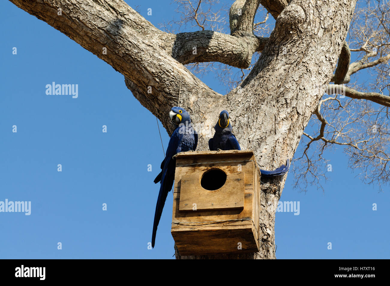 Hyacinth Macaw (Anodorhynchus hyacinthinus) pair on nest box installed by researcher Neiva Guedes, Pantanal, Brazil Stock Photo