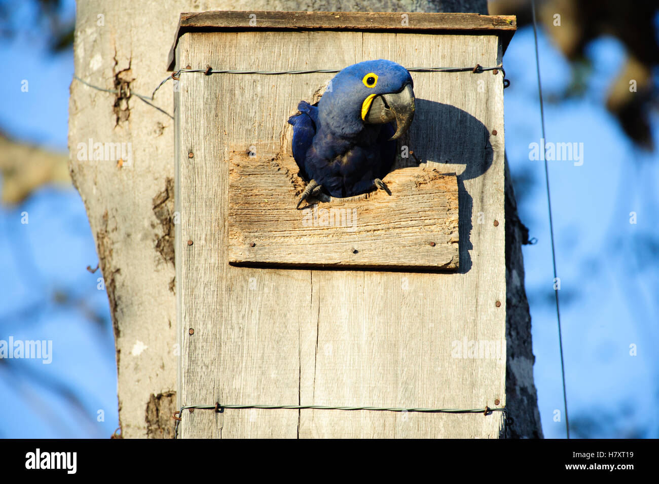 Hyacinth Macaw (Anodorhynchus hyacinthinus) emerging from nest box installed by researcher Neiva Guedes, Pantanal, Brazil Stock Photo