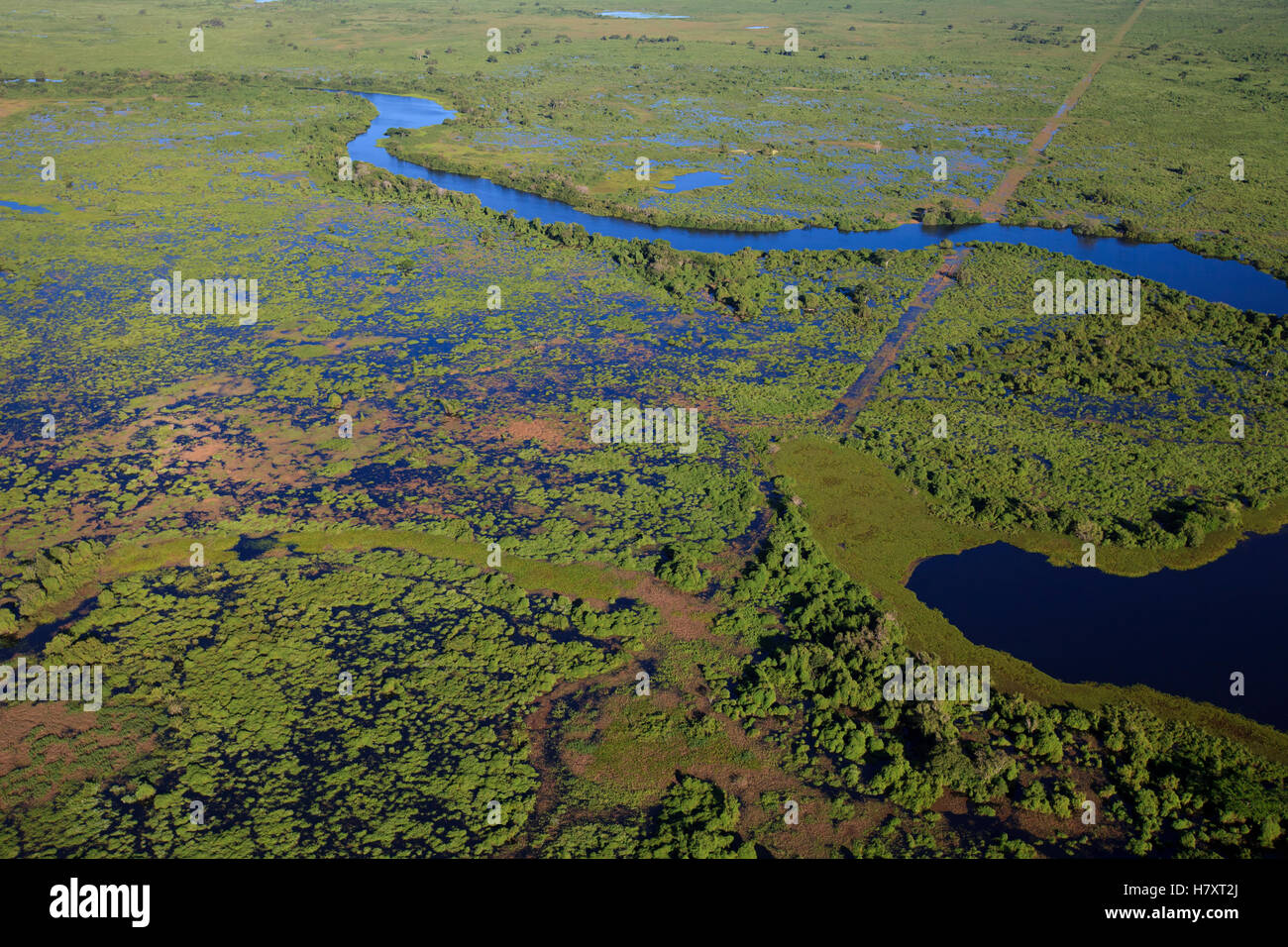 Pantanal in the rainy season, Brazil Stock Photo - Alamy