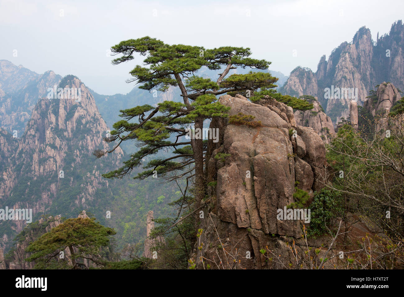Lonely pine tree on rocks top on misty valley background. Yellow Mountain, China. Stock Photo