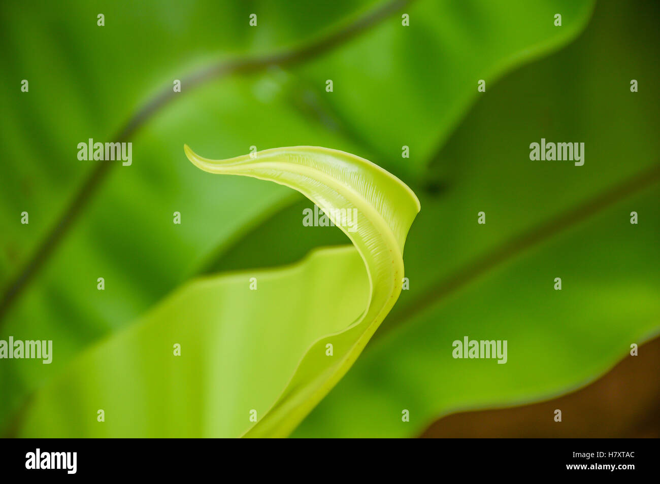 beauty of  Asplenium nidus leaf Stock Photo