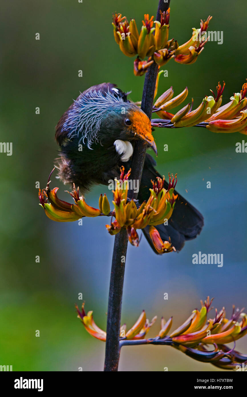 Tui (Prosthemadera novaeseelandiae), Karori, Wellington, New Zealand Stock Photo Alamy