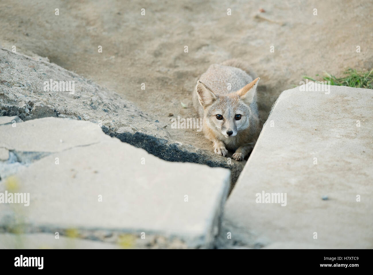 San Joaquin Kit Fox (Vulpes macrotis mutica) at sidewalk den entrance