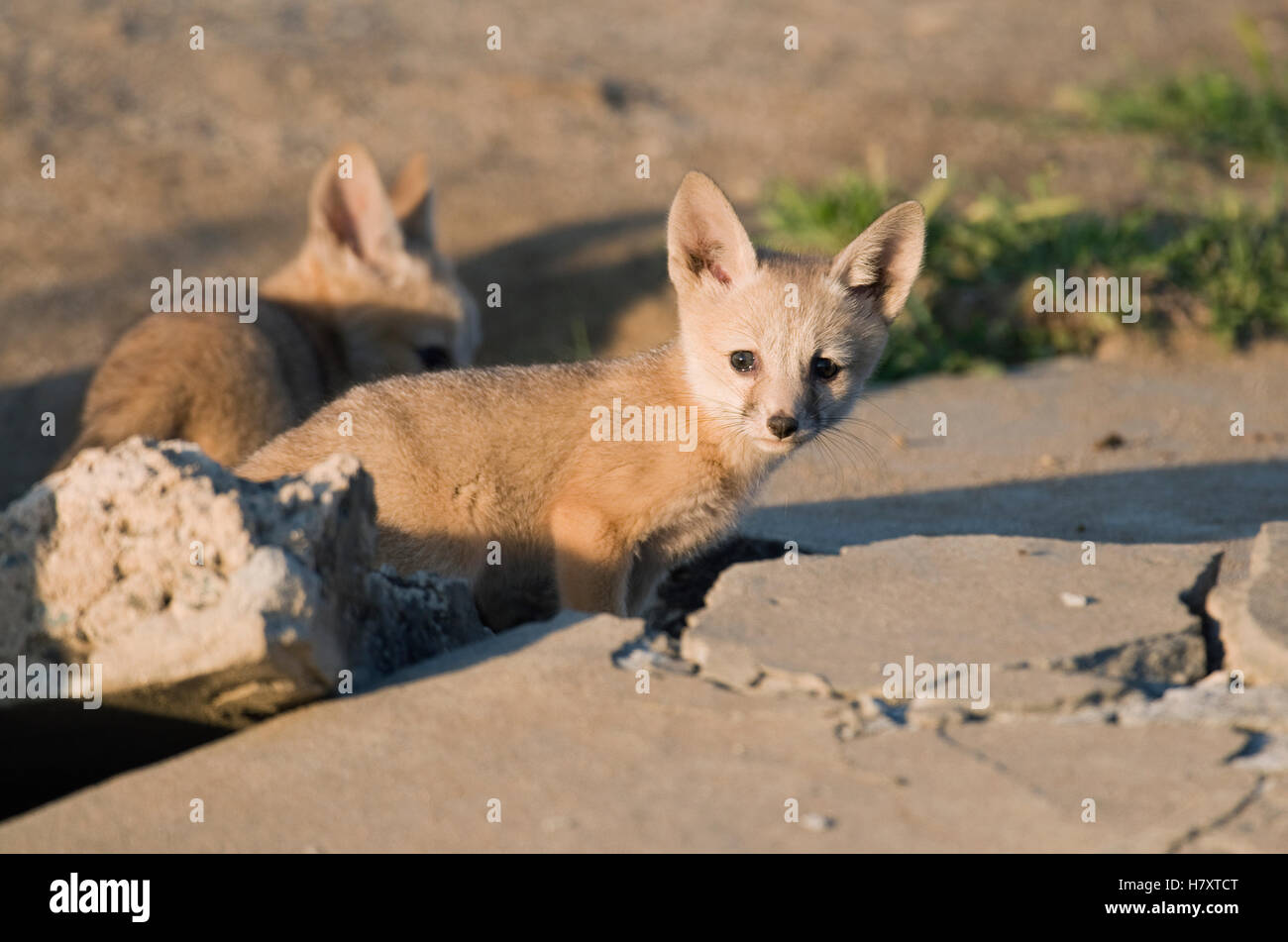 San Joaquin Kit Fox (Vulpes macrotis mutica) pups at den entrance under