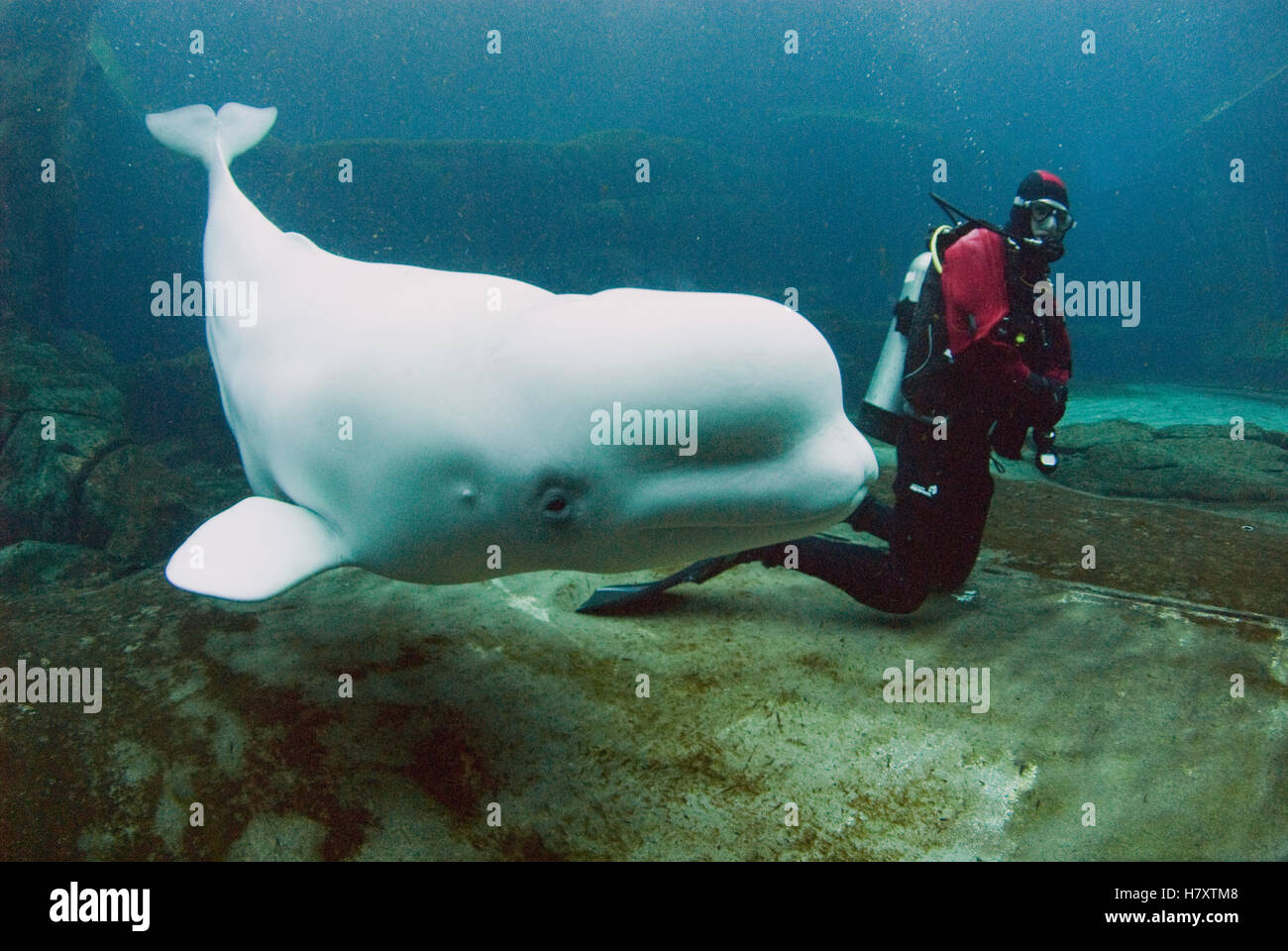 Beluga (Delphinapterus leucas) and scuba diver, Vancouver Aquarium ...