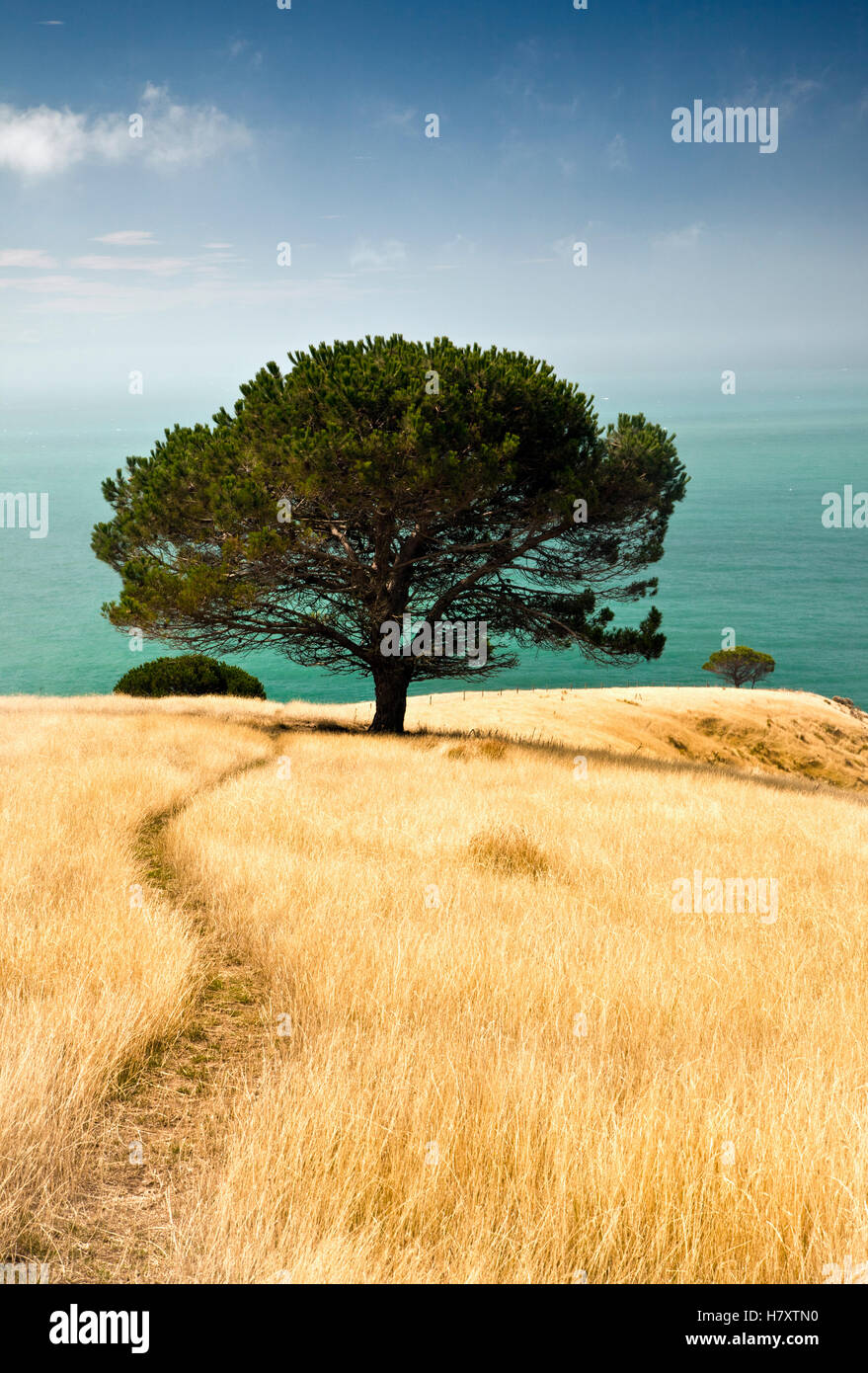 Pine (Pinus sp), Decanter Bay, Canterbury, New Zealand Stock Photo Alamy