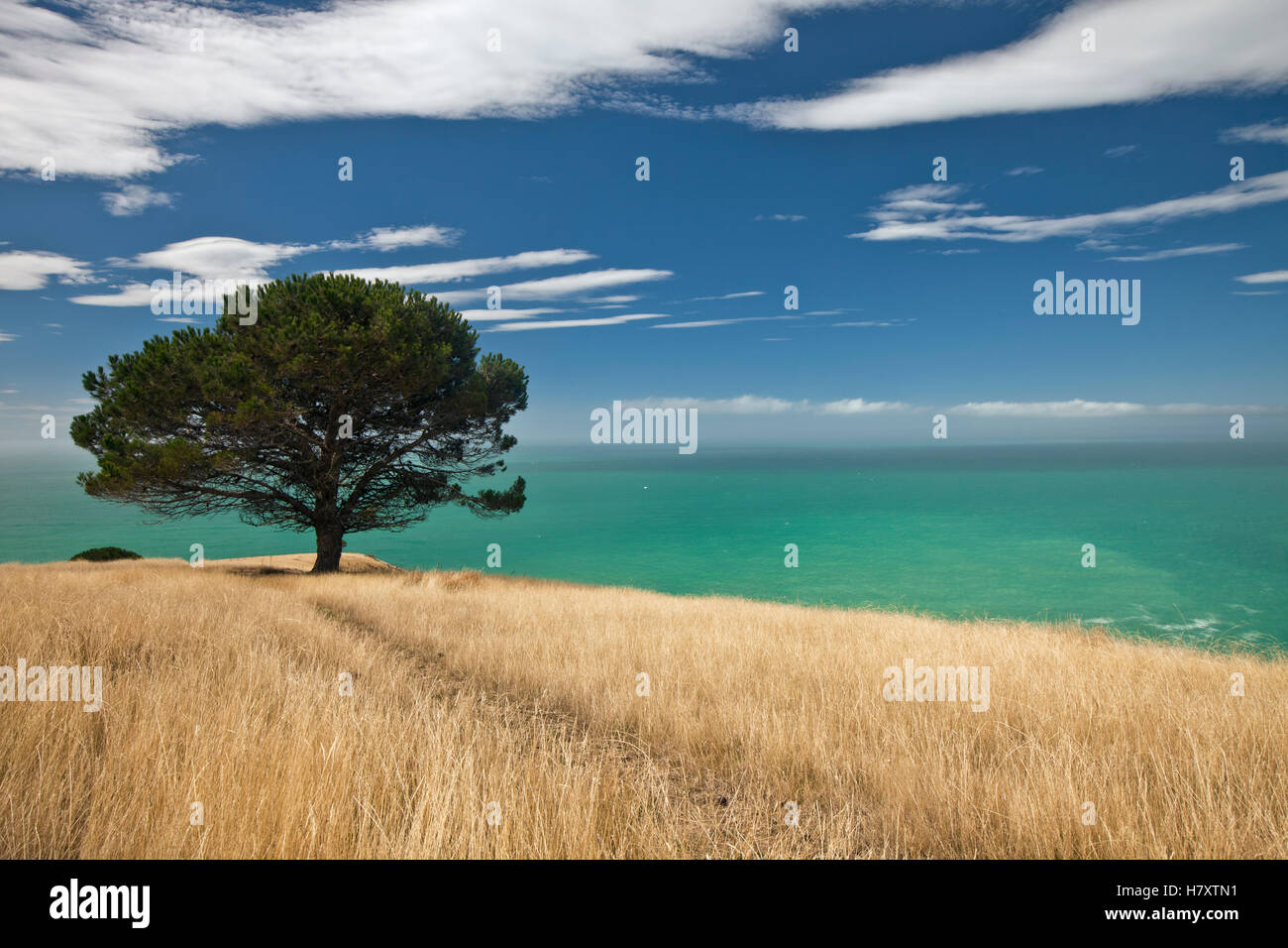 Pine (Pinus sp), Decanter Bay, Canterbury, New Zealand Stock Photo Alamy
