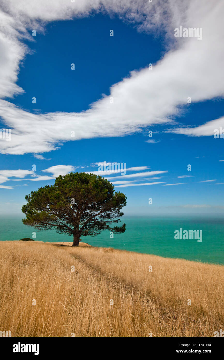 Pine (Pinus sp), Decanter Bay, Canterbury, New Zealand Stock Photo Alamy