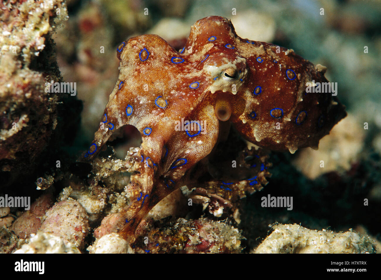 Blueringed Octopus (Hapalochlaena sp) camouflaged in reef, Papua New