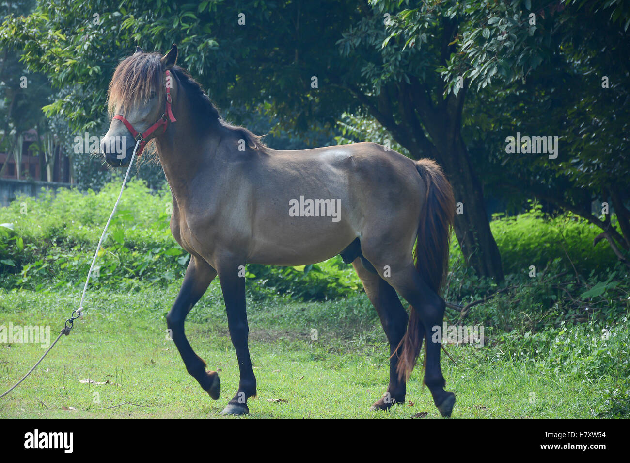 Soft focused of horse is walking on the grass with nature background Stock Photo