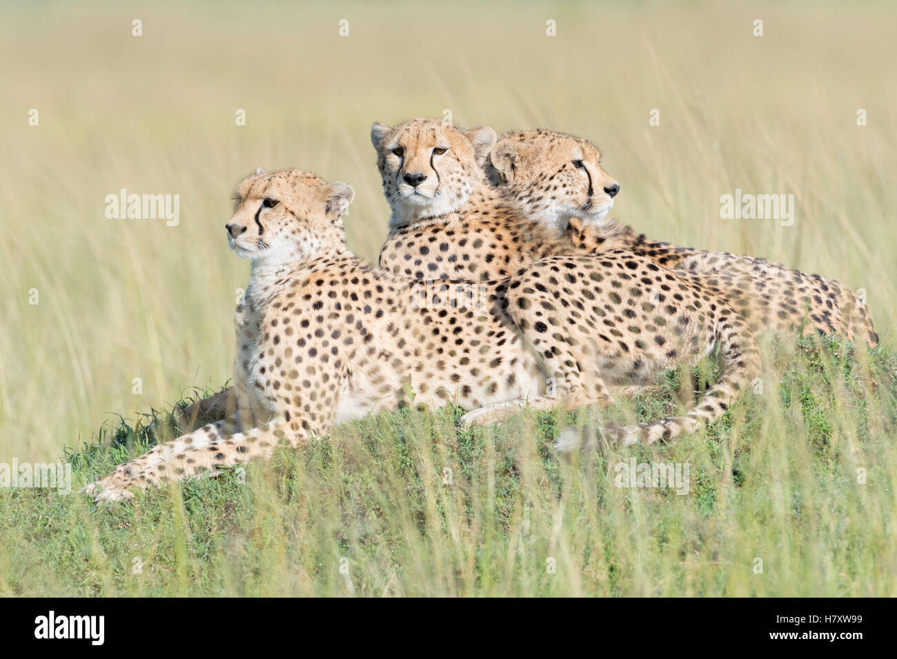 Three Cheetah (Acinonix jubatus) lying down on hill at savanna, Maasai Mara National Reserve, Kenya Stock Photo