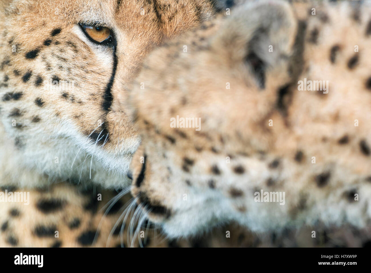 Cheetah (Acinonix jubatus) portrait, greeting, close up, Maasai Mara National Reserve, Kenya Stock Photo