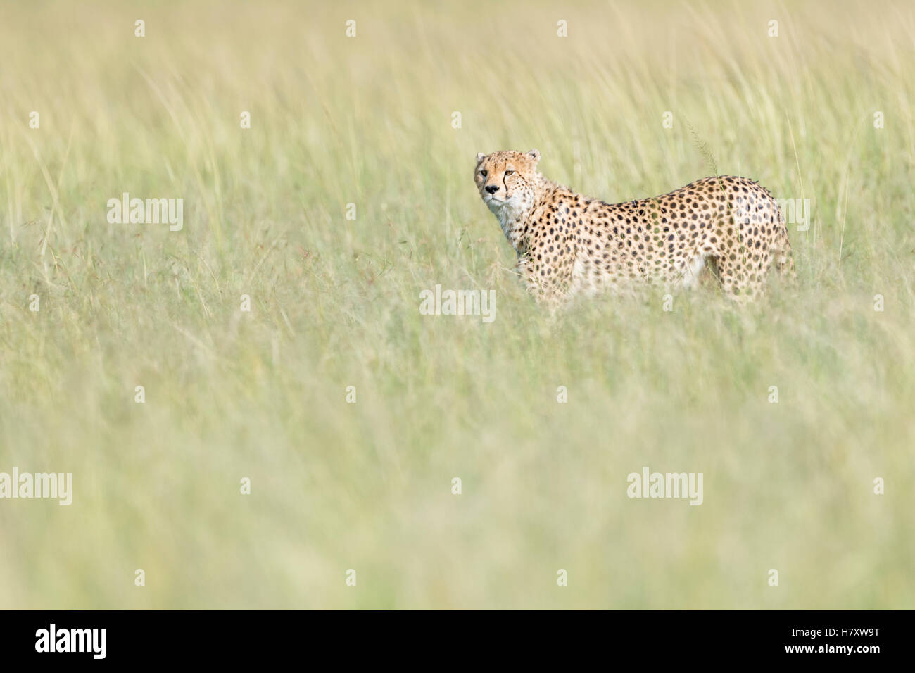 Cheetah (Acinonix jubatus) walking on savanna in high grass, Maasai Mara National Reserve, Kenya Stock Photo