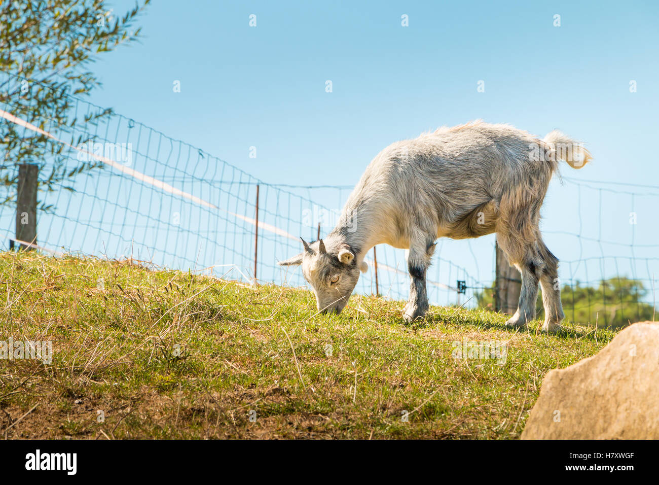 dwarf goat grazing in a green meadow, with stones in the foreground Stock Photo