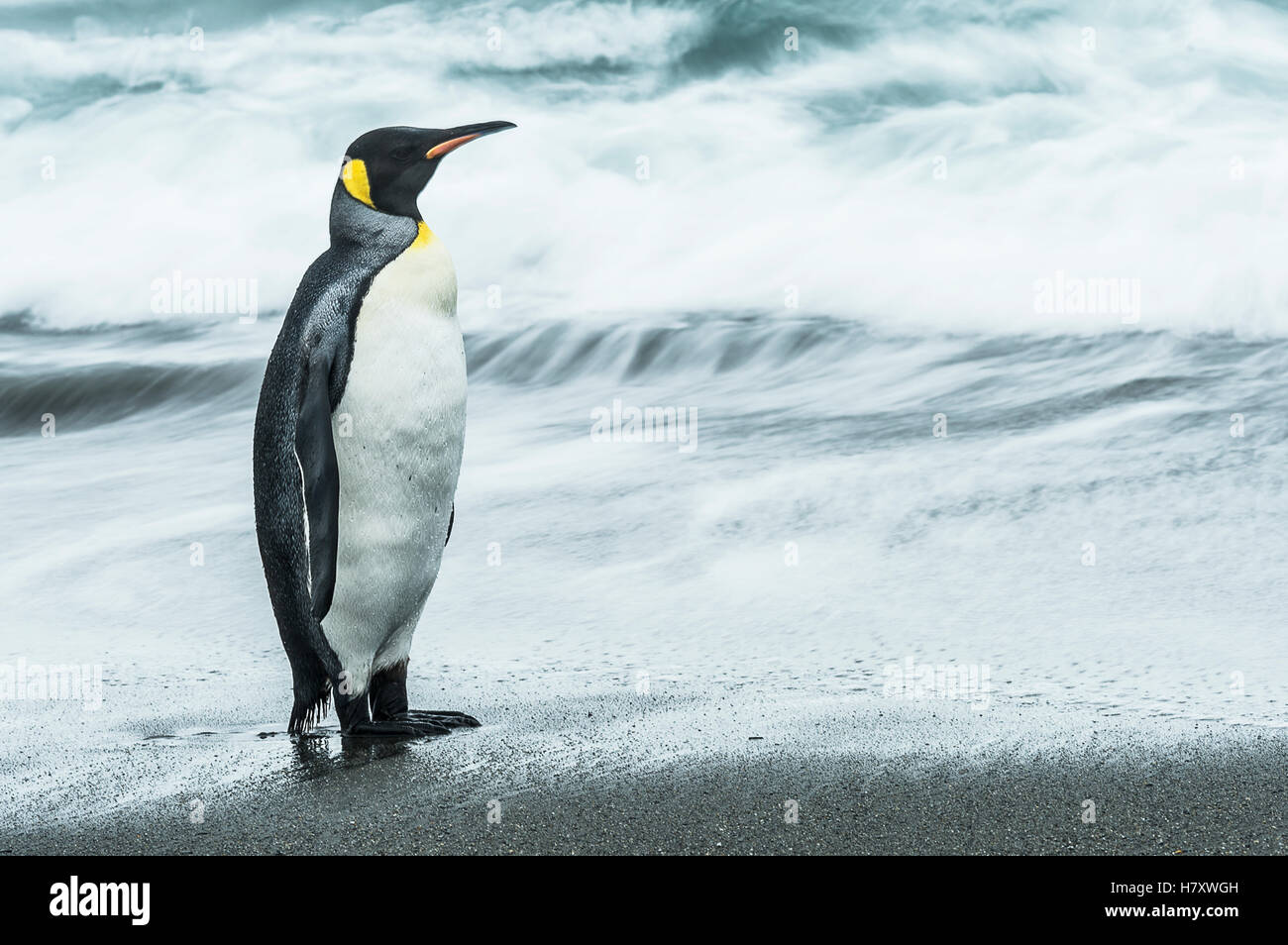King penguin (Aptenodytes patagonicus) standing on the wet beach; South Georgia, South Georgia and the South Sandwich Islands, United Kingdom Stock Photo