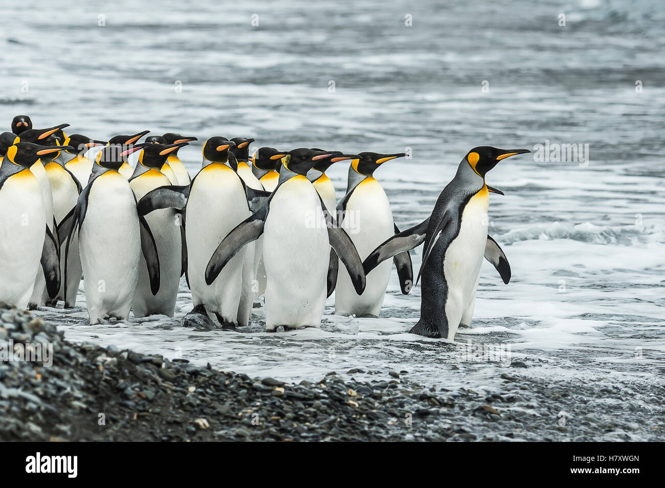 King penguins (Aptenodytes patagonicus)in Fortuna Bay; South Georgia, South Georgia and the South Sandwich Islands, United Kingdom Stock Photo