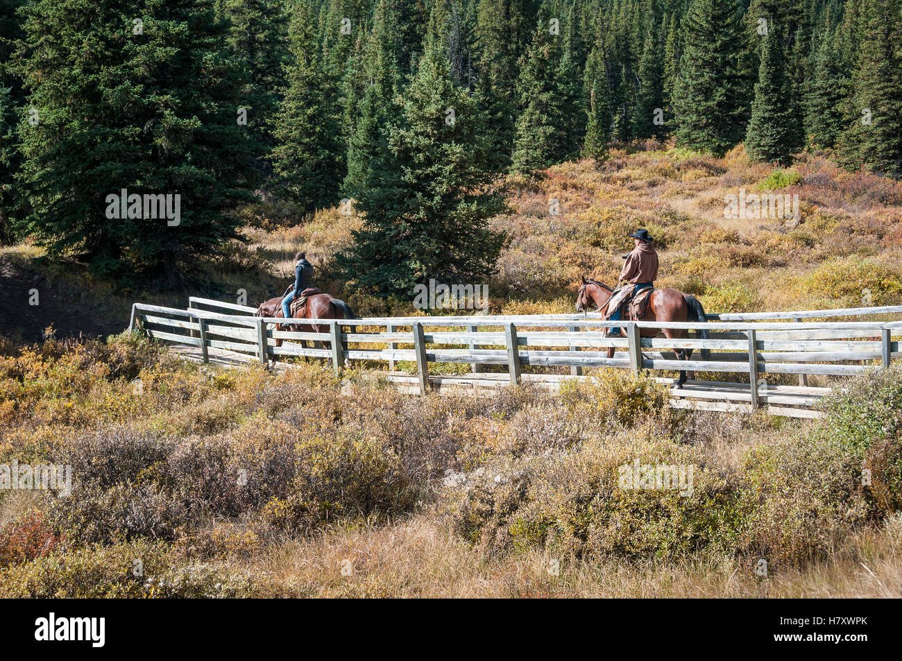 Cowboys and horses on bridge, YaHaTinda Ranch; Clearwater County, Alberta, Canada Stock Photo