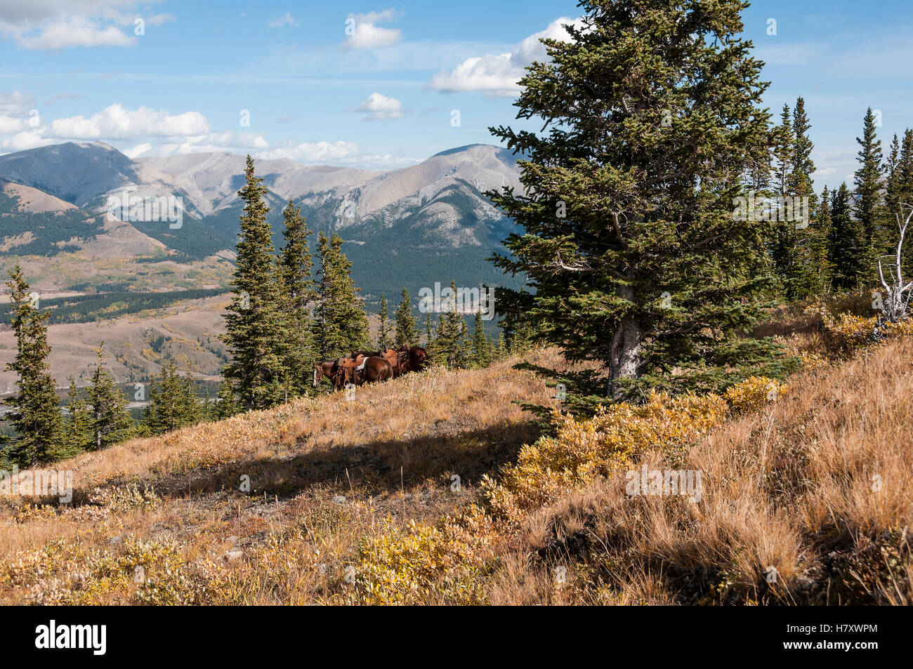 Horses with saddles on a mountainside, YaHaTinda Ranch; Clearwater County, Alberta, Canada