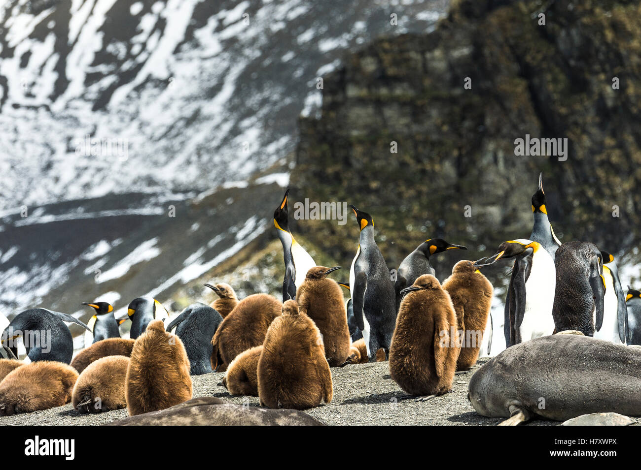 King penguins (Aptenodytes patagonicus) and juveniles with an Antarctic Fur Seal (Arctocephalus gazella) on the beach; Antarctica Stock Photo