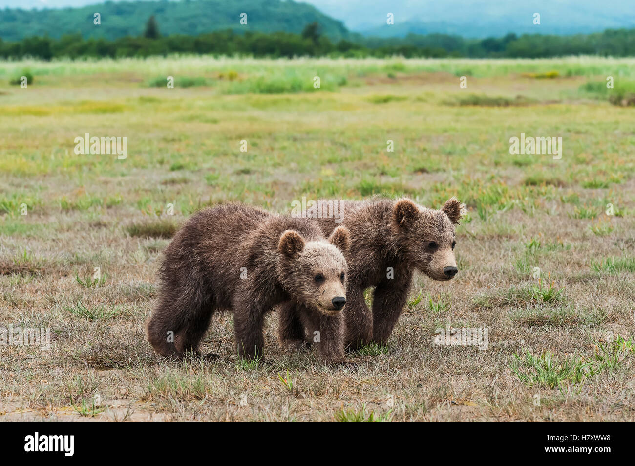 Two brown bear (ursus arctos) cubs in a grass field Stock Photo - Alamy